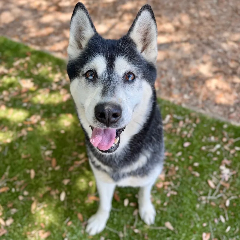 An adult medium-sized female Black Mixed Breed dog named Jewel for adoption in Milton, FL