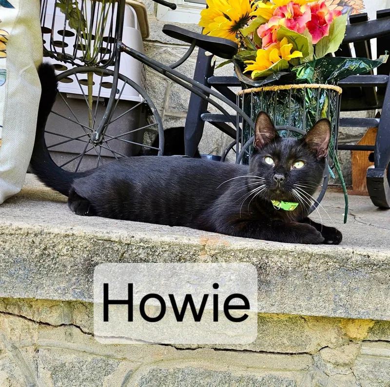 Howie thumbnail 2