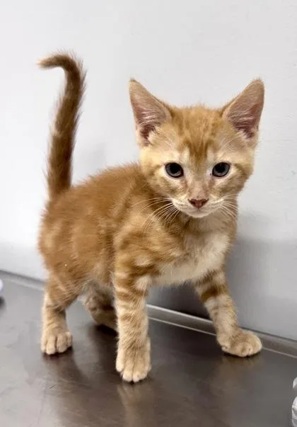 A baby small-sized male Tabby (Orange / Red) Domestic Short Hair cat named Seely at PetSmart in for adoption in Bishop, GA