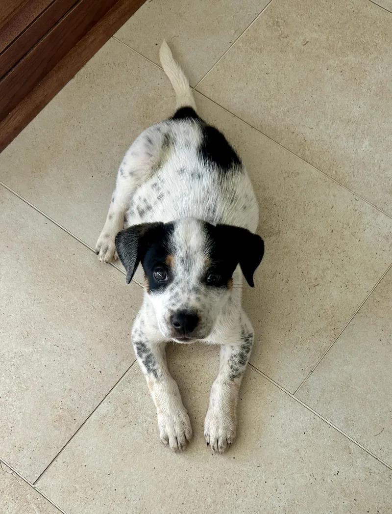 Jaxx
