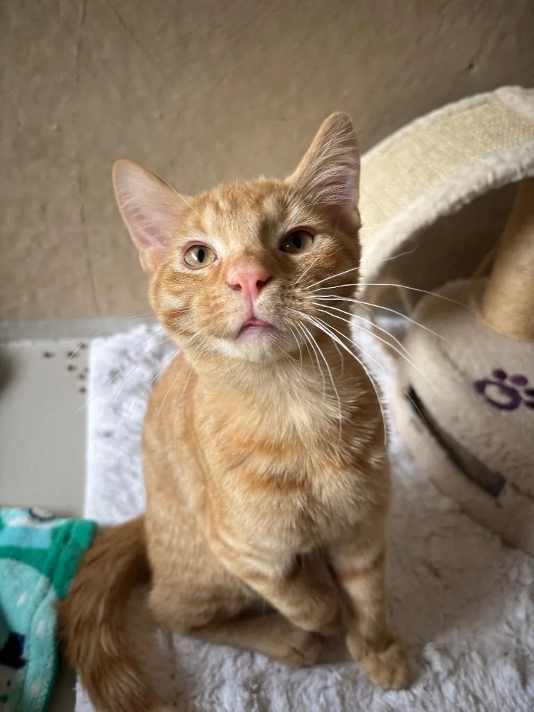 A baby medium-sized male Domestic Short Hair cat named Monteo for adoption in Findlay, OH