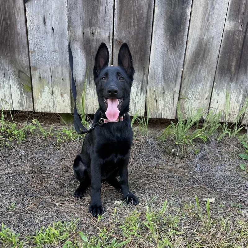 A baby medium-sized female Black German Shepherd Dog dog named Brenna for adoption in Corinth, MS
