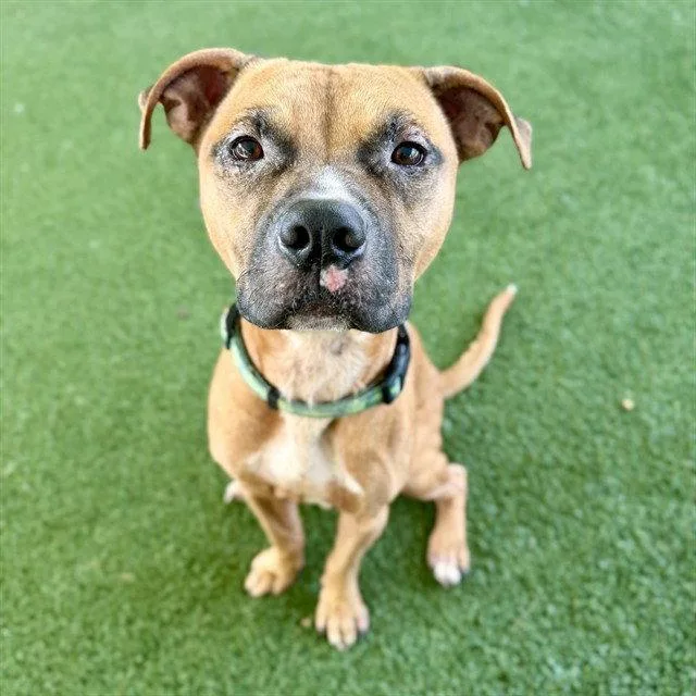 An adult medium-sized male Black Mouth Cur dog named Wheeler for adoption in Tavares, FL