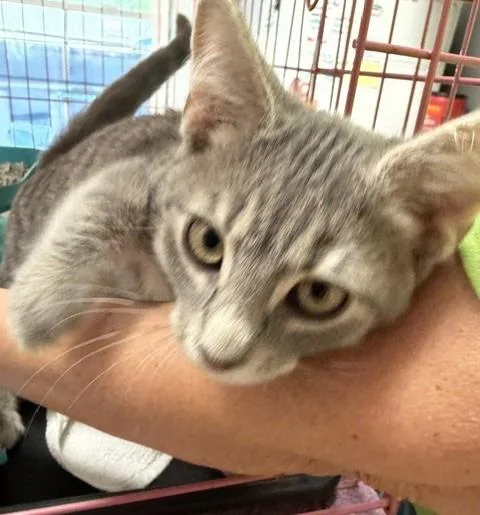 A baby medium-sized male Domestic Short Hair cat named Fusty for adoption in Windsor, CT