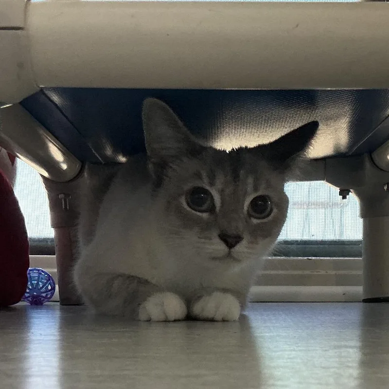 An adult small-sized female White Siamese cat named Snow for adoption in Elizabeth City, NC
