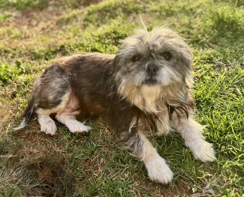 An adult small-sized female Lhasa Apso dog named Honey for adoption in Maiden, NC