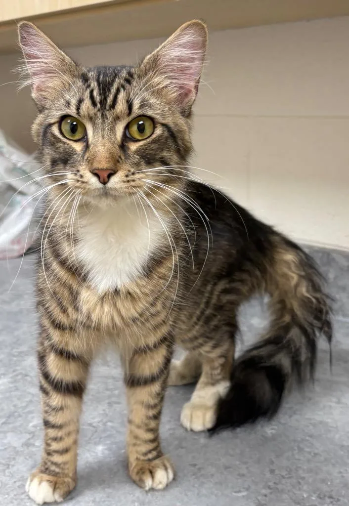 Hamlet  Ac thumbnail 2