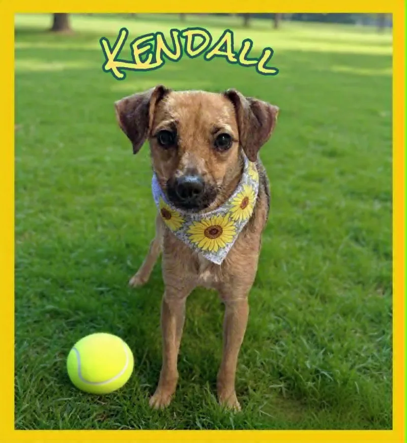 Kendall thumbnail 2