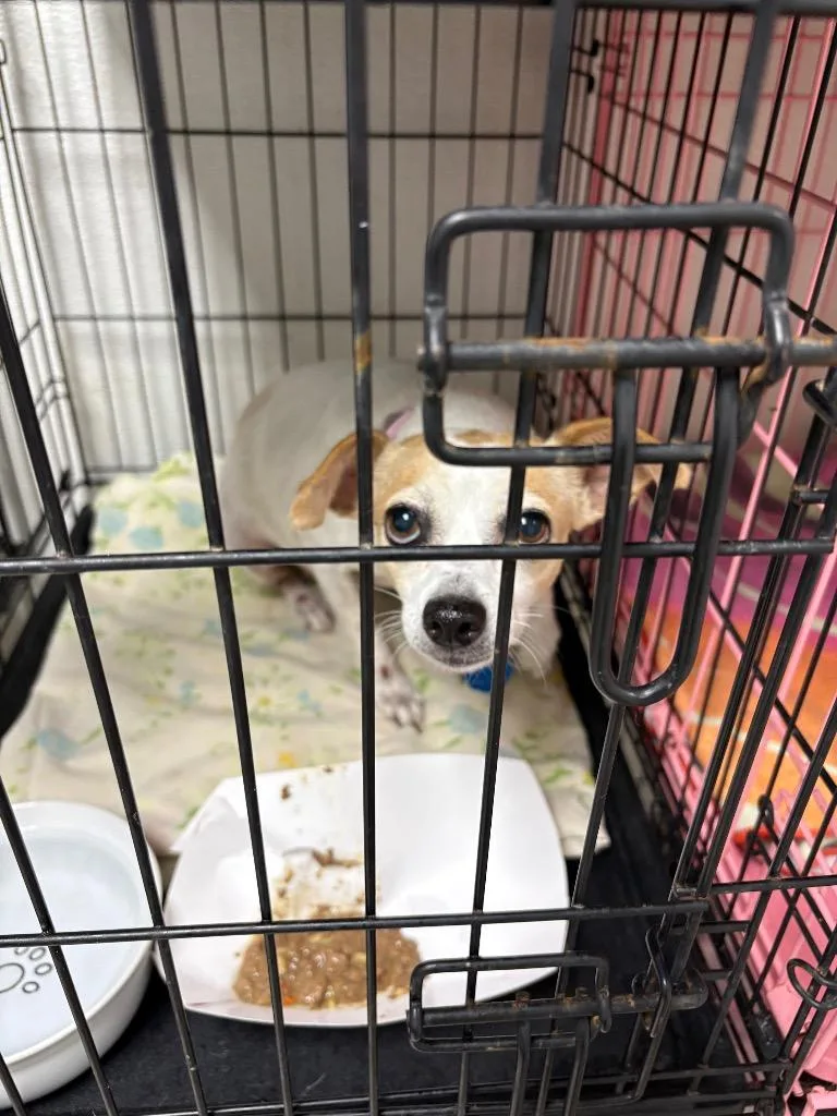An adult small-sized female Chihuahua dog named Emma for adoption in Fort Worth, TX