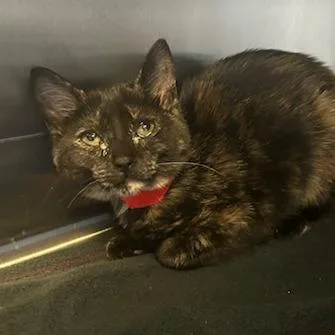 A baby small-sized female Domestic Short Hair cat named Maple for adoption in Knoxville, TN