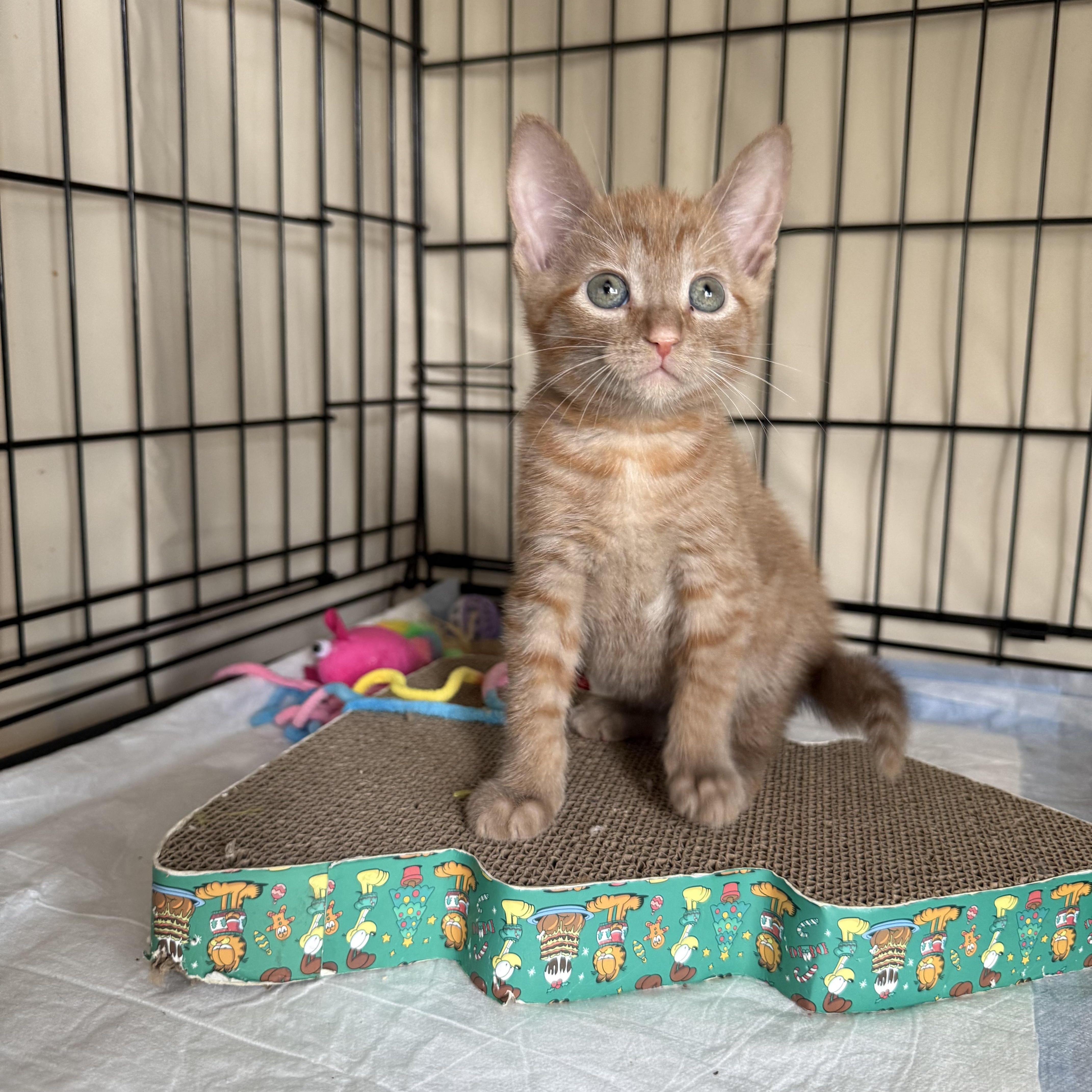 A baby small-sized male Black & White / Tuxedo American Shorthair cat named Boozy B And Woozy for adoption in Brooklyn, NY