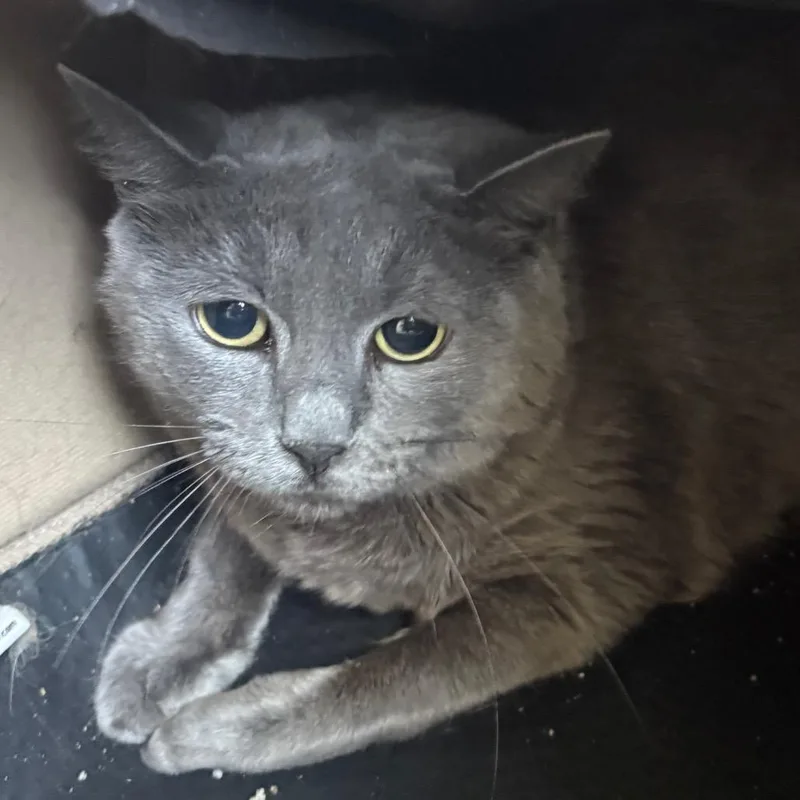 An adult medium-sized female Blue Point Russian Blue cat named Emma for adoption in Anderson, TX
