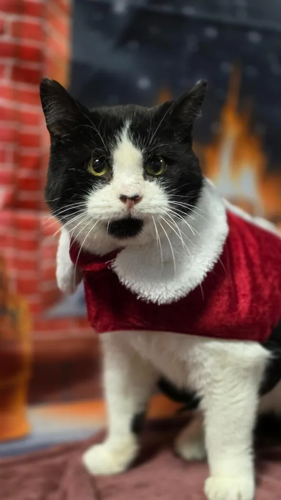 A senior medium-sized male Domestic Short Hair cat named Tommy Boy for adoption in Huntington, IN