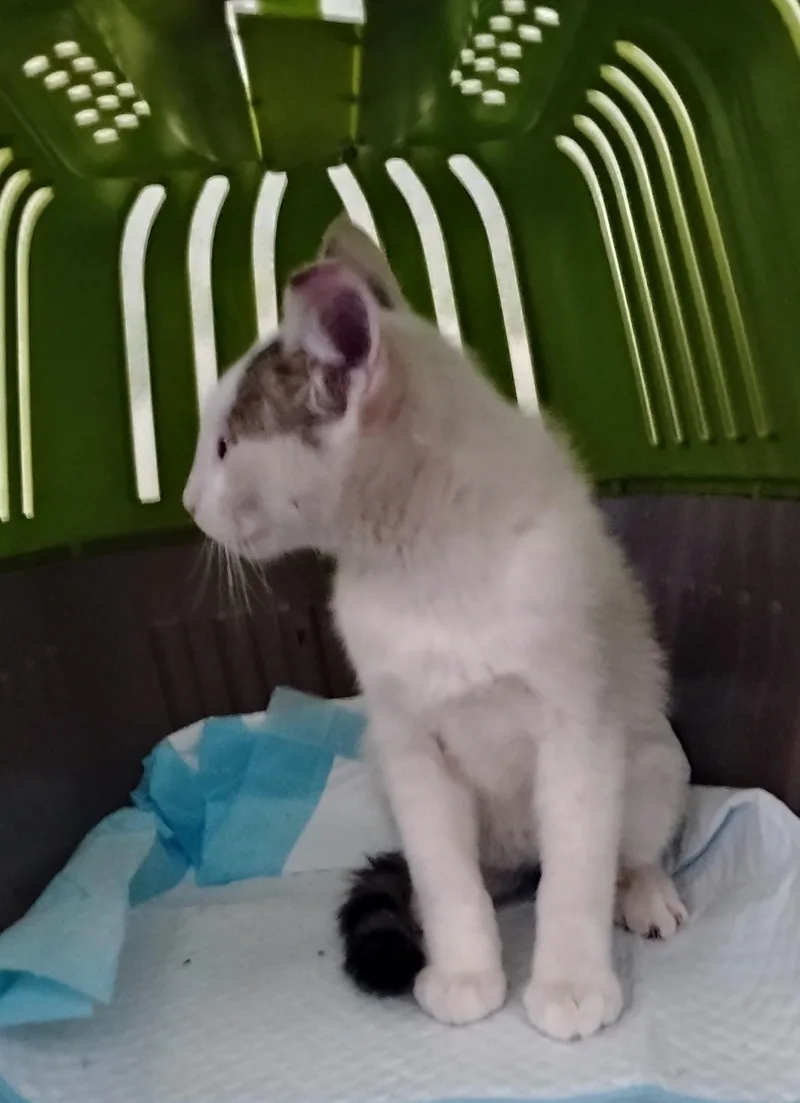 Samson thumbnail 2