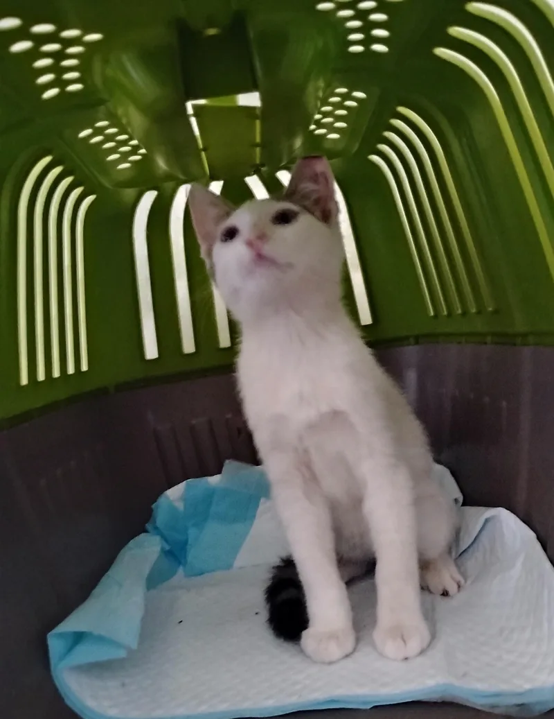 Samson thumbnail 4