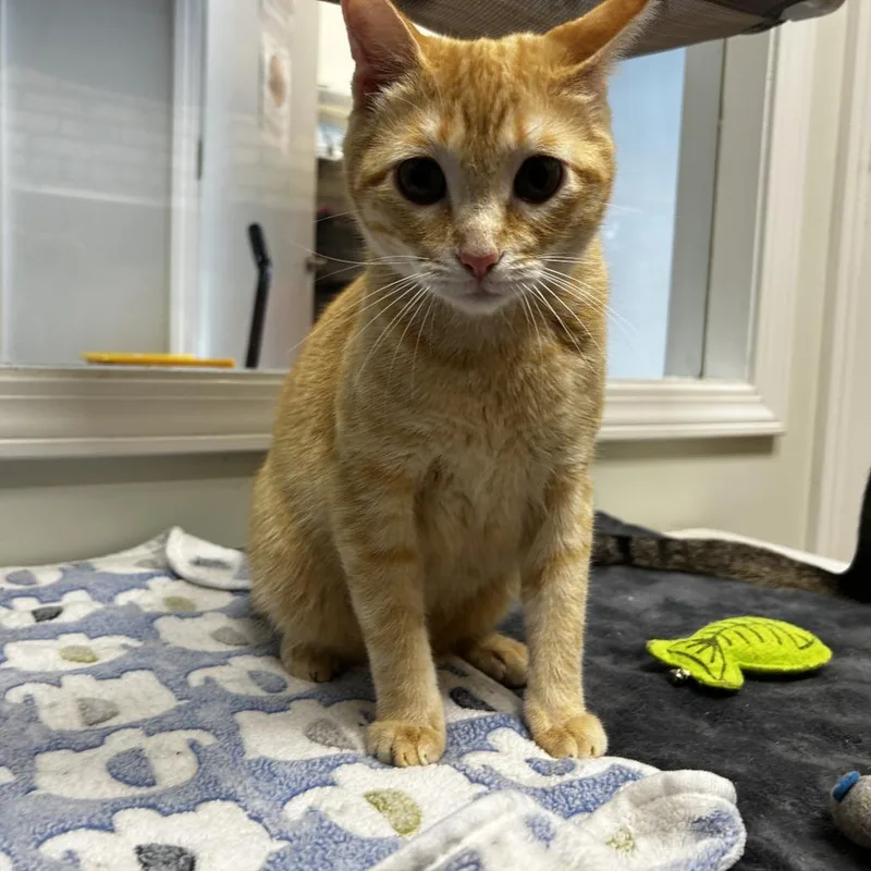 A young small-sized male Orange / Red Domestic Short Hair cat named Lafayette for adoption in Evanston, IL