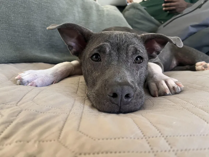 A baby medium-sized female Pit Bull Terrier dog named Nikki for adoption in Pflugerville, TX