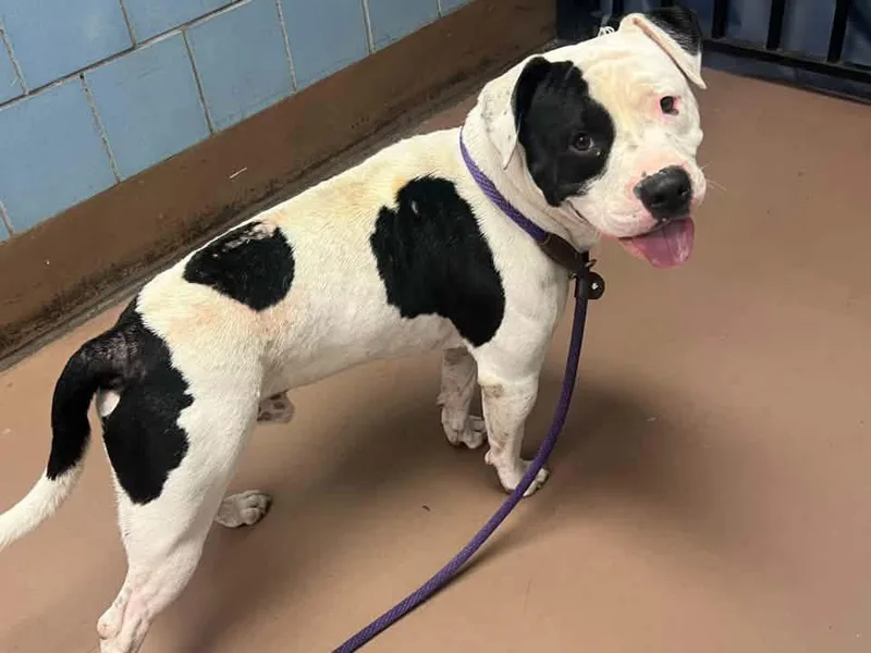 An adult medium-sized male White / Cream Pit Bull Terrier dog named Constantine for adoption in Chicago, IL