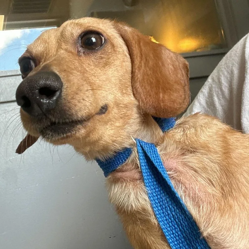 An adult small-sized male Brown / Chocolate Mixed Breed dog named Enoch for adoption in Oak Hill, WV