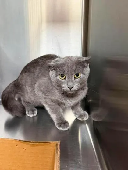 A baby small-sized male Domestic Short Hair cat named Ash for adoption in Aberdeen, SD