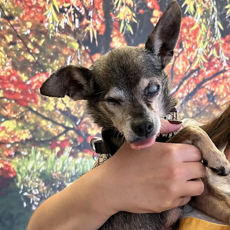 Limited Edition thumbnail 4