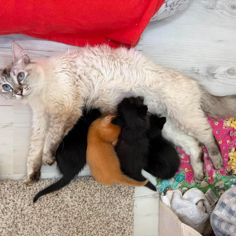 A young medium-sized female Cream / Ivory Ragdoll cat named Sasha for adoption in Ferndale, WA