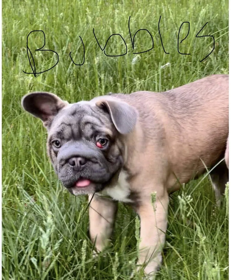 A young small-sized female French Bulldog dog named Bubbles for adoption in Greenwich, NY