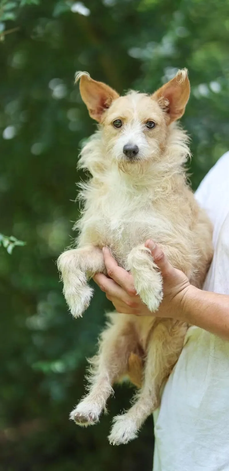 An adult small-sized female Terrier dog named Charlene aka Charlie for adoption in Lucedale, MS