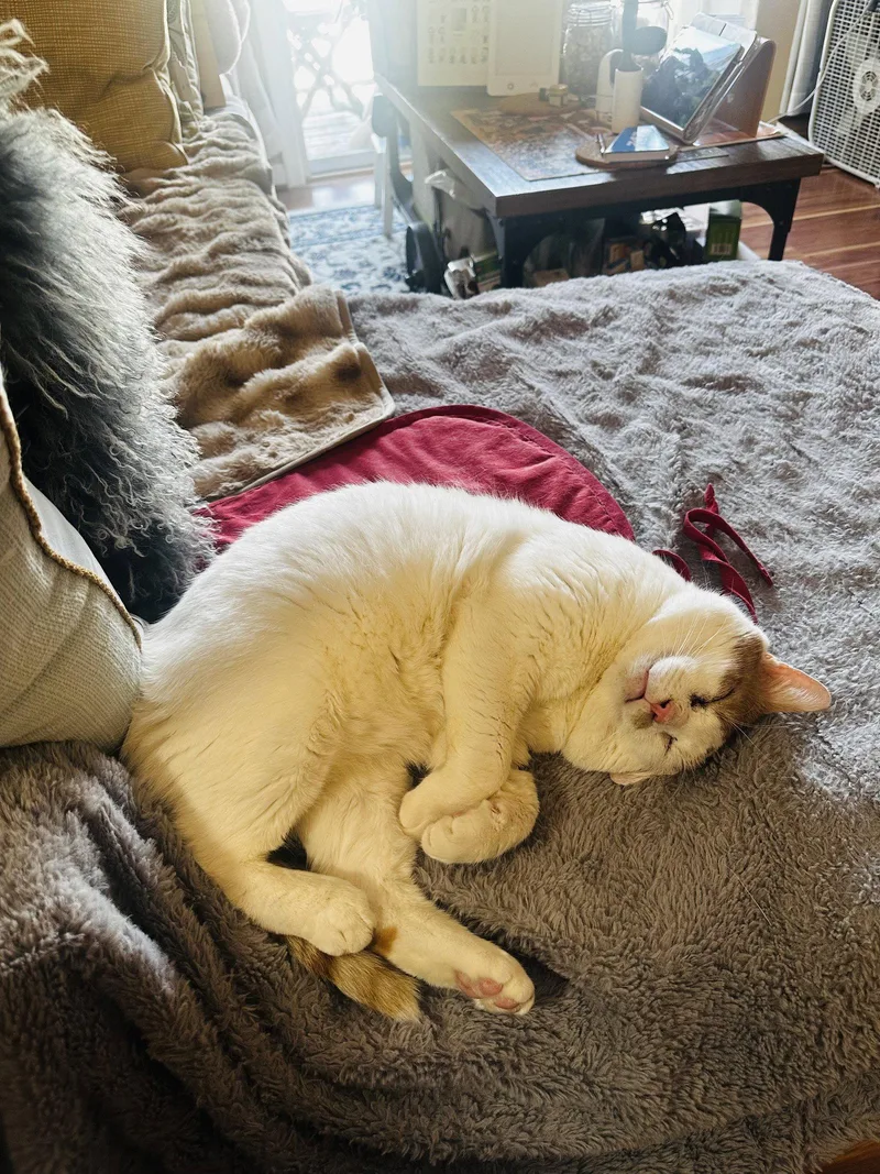 An adult medium-sized male Orange & White Domestic Short Hair cat named Timmy for adoption in Herndon, VA