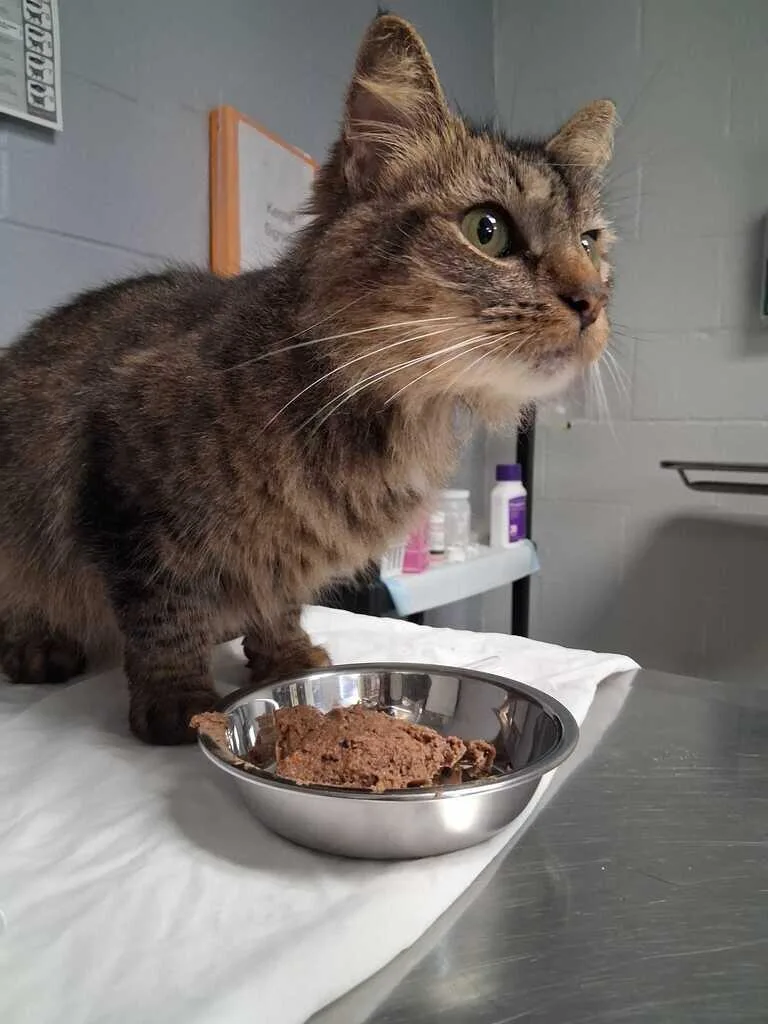 An adult small-sized female Domestic Medium Hair cat named Suzie for adoption in Cincinnati, OH