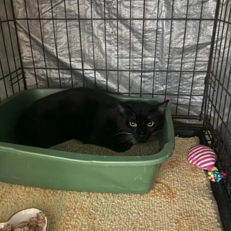 An adult small-sized male Black Domestic Short Hair cat named Huntsville for adoption in Stephenville, TX