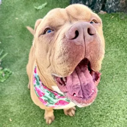 An adult large-sized female Mixed Breed dog named Blossom for adoption in Largo, FL