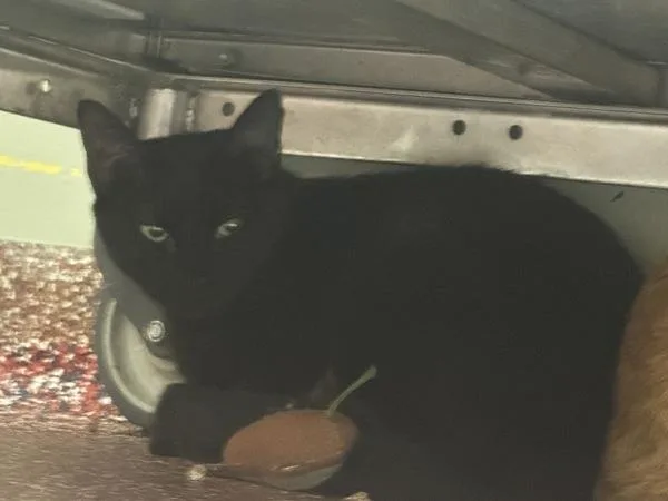 A young large-sized female Domestic Short Hair cat named Pollyanna for adoption in Stratham, NH