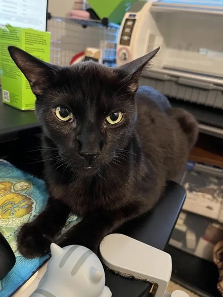 A senior medium-sized male Domestic Short Hair cat named Branch for adoption in Bonsall, CA