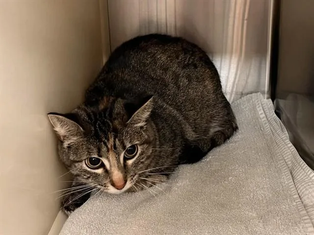 A young medium-sized female Domestic Short Hair cat named Tiger for adoption in Colorado Springs, CO