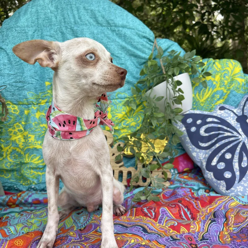 A baby small-sized male Chiweenie dog named Deacon for adoption in Sebring, FL