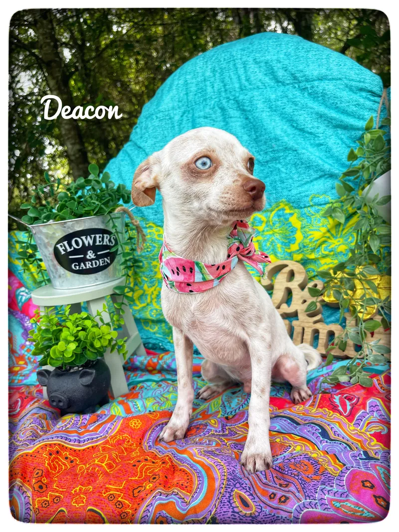 Deacon thumbnail 5