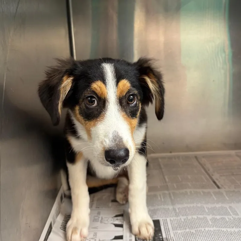 A baby small-sized female Brown / Chocolate Border Collie dog named Pepper for adoption in Lake Jackson, TX
