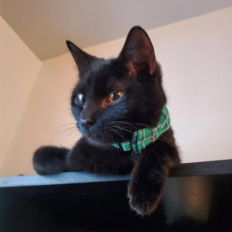 An adult medium-sized male Black Domestic Short Hair cat named Bolt Alexander for adoption in Adrian, MI