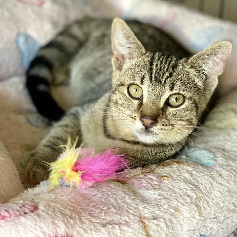 A baby small-sized female Brown / Chocolate Domestic Short Hair cat named Arya for adoption in Los Angeles, CA
