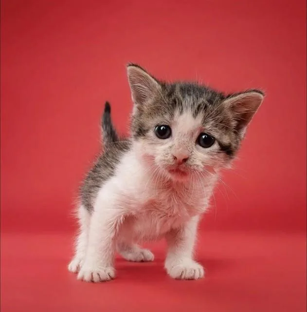 A baby small-sized female Domestic Short Hair cat named Sally for adoption in Miami, FL