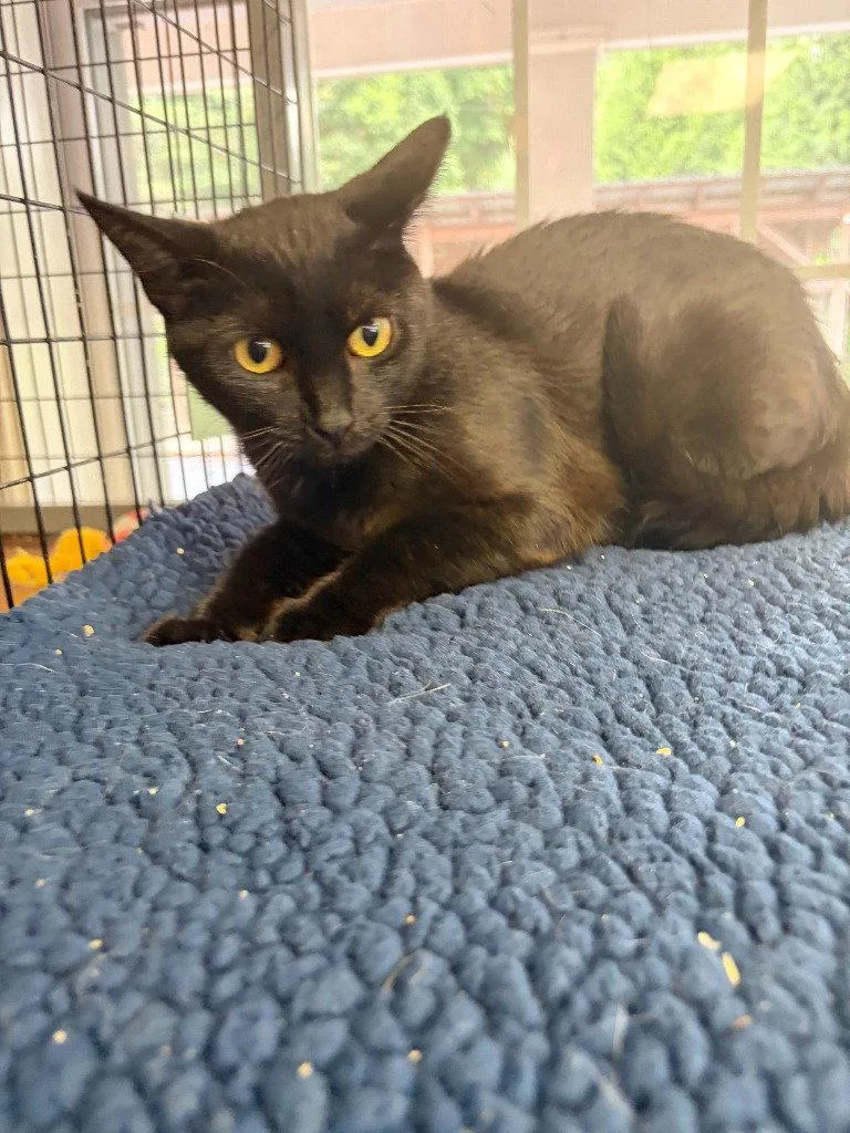 A young small-sized female Black Domestic Short Hair cat named Raven for adoption in Lovingston, VA