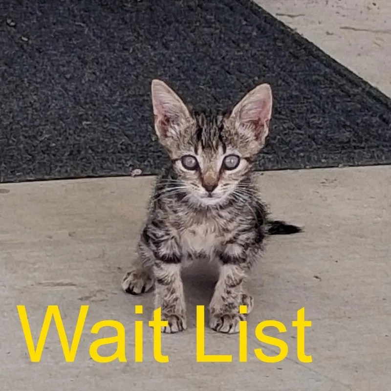 A baby small-sized female Brown / Chocolate Domestic Short Hair cat named Iris for adoption in Livingston, TX