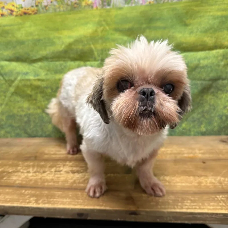 A senior small-sized female Shih Tzu dog named KeyLo for adoption in Normal, IL