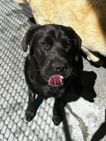 An adult medium-sized male Shar-Pei dog named Waylon for adoption in Spruce Pine, NC