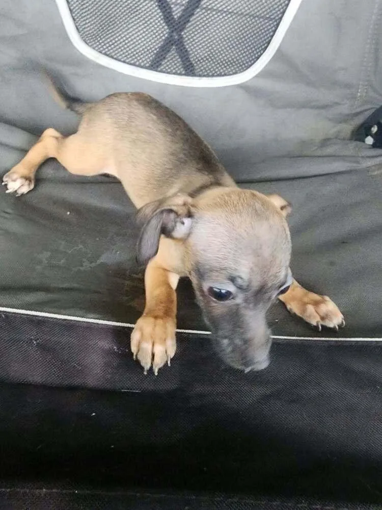 A baby small-sized male White / Cream Chihuahua dog named Binx for adoption in Peoria, IL