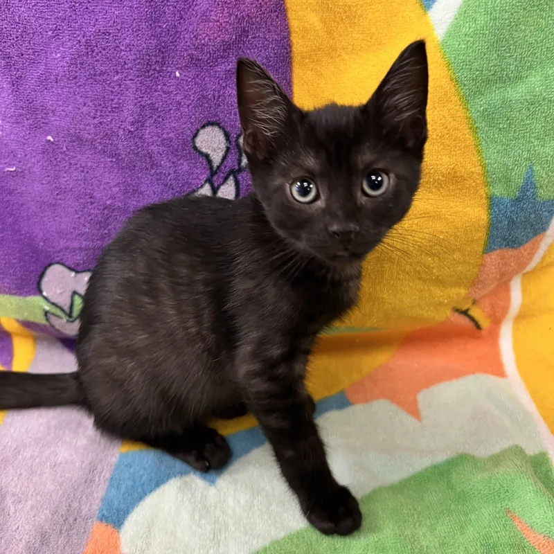 A young medium-sized female Black Domestic Short Hair cat named Gamora for adoption in Bear, DE