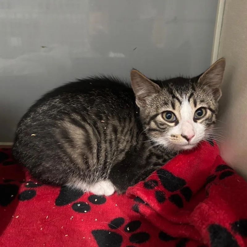 A baby small-sized male Buff / Tan / Fawn Domestic Short Hair cat named Fiddlehead for adoption in Fairmont, WV
