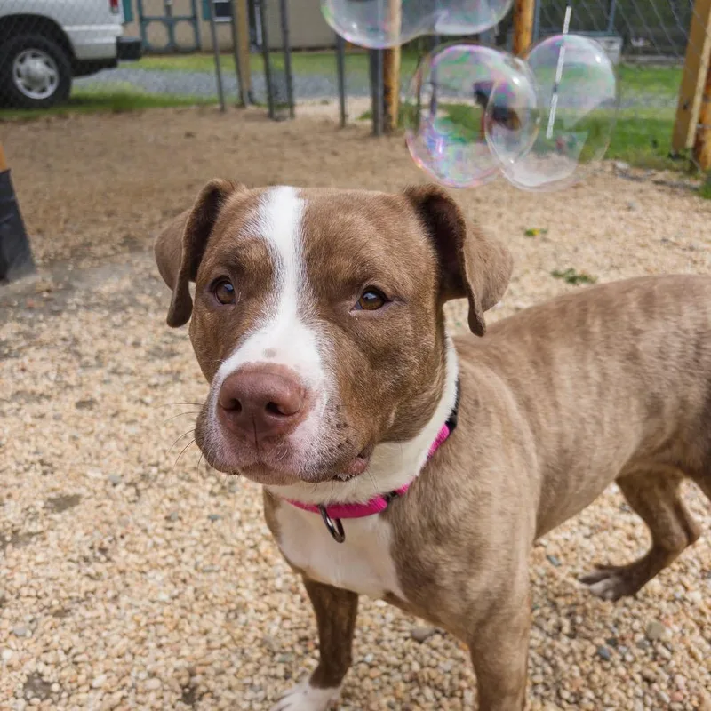 A young medium-sized female Brown / Chocolate Pit Bull Terrier dog named Willow for adoption in Newark, NJ