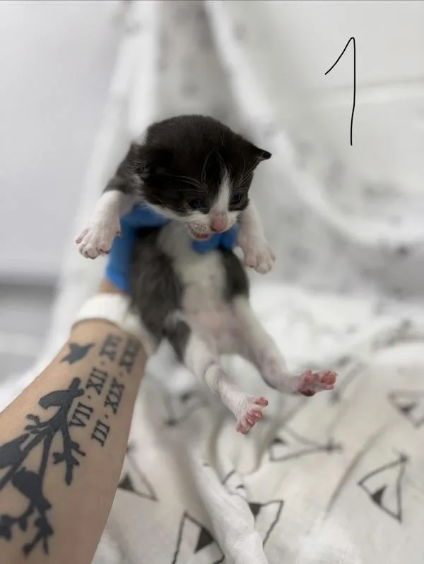 A young small-sized male Domestic Short Hair cat named Boy With Luv for adoption in Morristown, TN